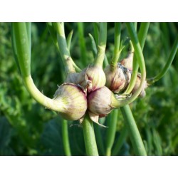 Luftlök Frö - Egyptian Walking Onions