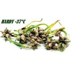 Price: €7.95 - Σπόροι κρεμμύδι περπάτημα, κρεμμύδια αιγυπτιακό κέρατα - Seeds Gallery