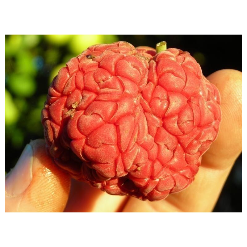 Price: €2.95 - Sementes De Chinês Amora vermelha - Che Chinês (Maclura tricuspidata) - 