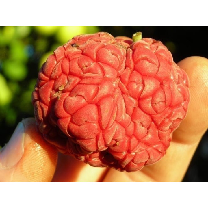 Chinese mulberry - Che Fruit Seeds (Cudrania tricuspidata) - 2.655