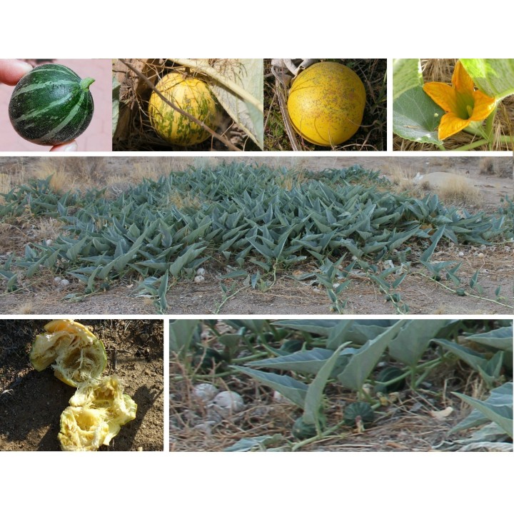 Calabazilla - Buffalo Gourd Seeds (Cucurbita Foetidissima) - 1.845