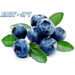 Price: €1.85 - Americka Visokozbunasta Borovnica Seme (Vaccinium corymbosum) - 