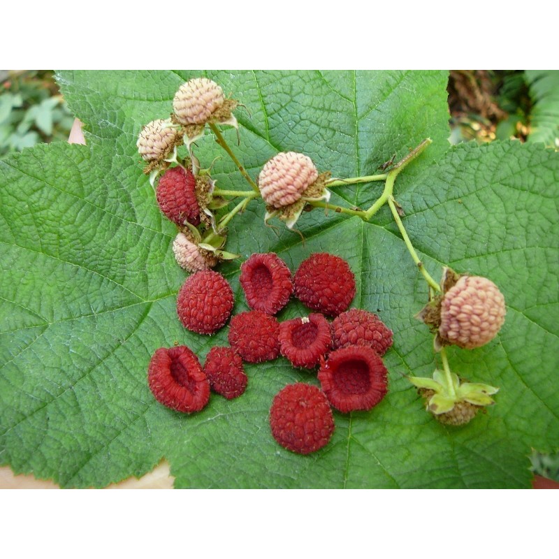 Price: €2.25 - Purple Flowered Raspberry Seeds (Rubus Odoratus) - Seeds Gallery