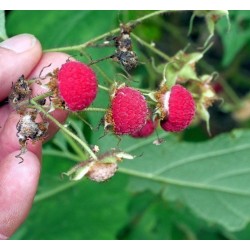 Semillas de zarza de olor, zarza purpúrea, (Rubus odoratus)