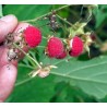Price: €2.25 - Purple Flowered Raspberry Seeds (Rubus Odoratus) - Seeds Gallery