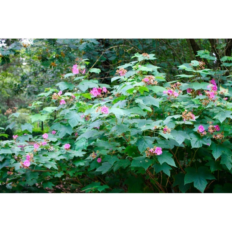 Price: €2.25 - Purple Flowered Raspberry Seeds (Rubus Odoratus) - Seeds Gallery