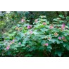 Price: €2.25 - Purple Flowered Raspberry Seeds (Rubus Odoratus) - Seeds Gallery