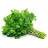 Price: €1.5 - Graines de Persil plat GÉANT DE NAPLES (Petroselinum crispum) - 