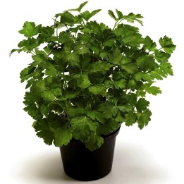 Parsley Giant of Naples Seeds (Petroselinum crispum) - 1.35