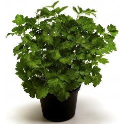 Price: €1.5 - Semillas de Perejil GIGANTE DE NÁPOLES (Petroselinum crispum) - 