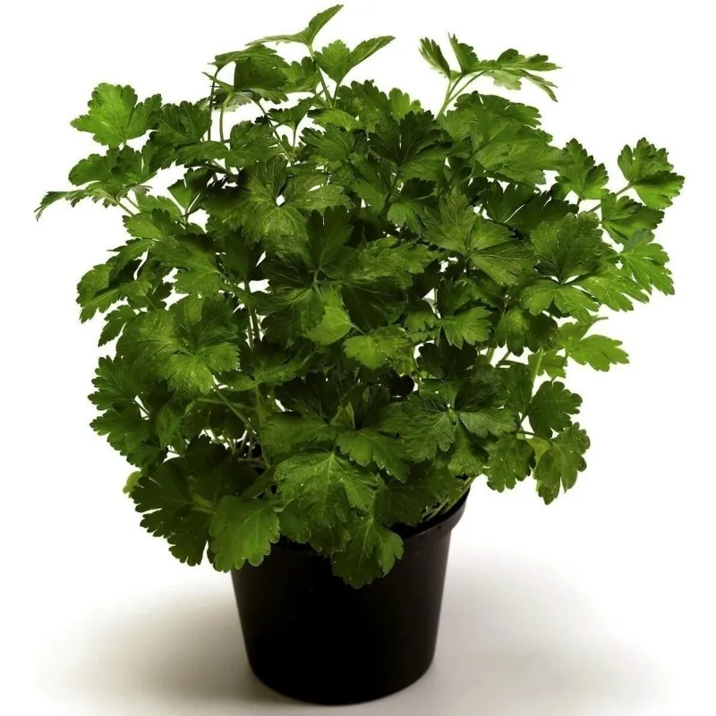 Sementes de Salsa GIGANTE DE NÁPOLES (Petroselinum crispum)