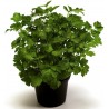 Price: €1.5 - Graines de Persil plat GÉANT DE NAPLES (Petroselinum crispum) - 