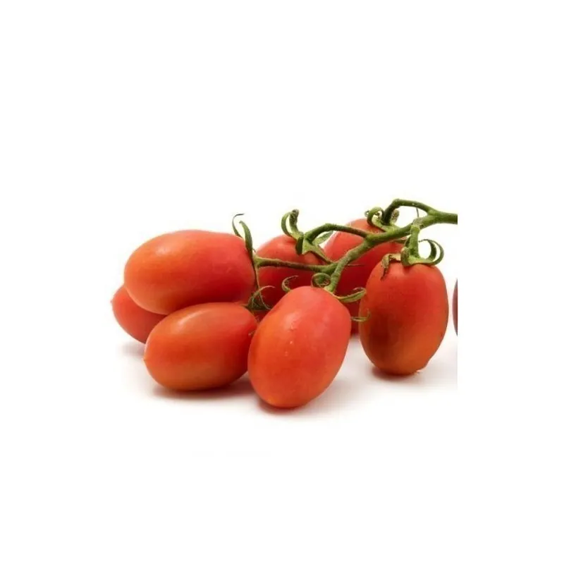 Sementes de tomate RIO GRANDE