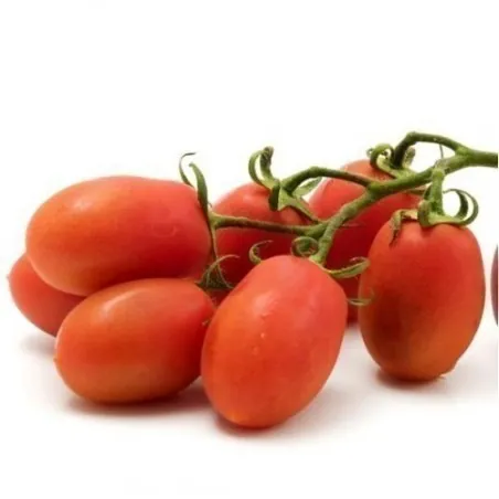Sementes de tomate RIO GRANDE