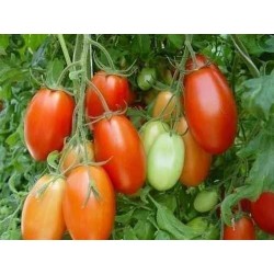 Sementes de tomate RIO GRANDE