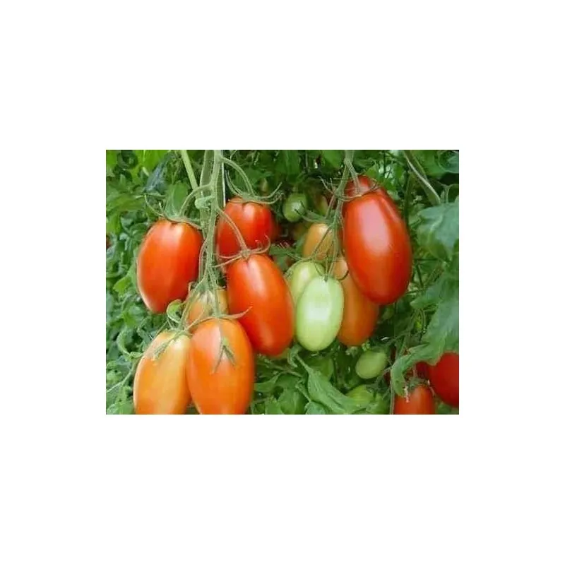 Sementes de tomate RIO GRANDE