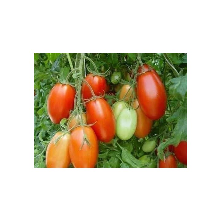Tomato Seeds Rio Grande - 1.395
