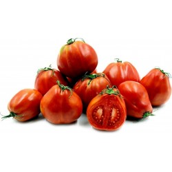 Graines de tomate RED PEAR PIRIFORM