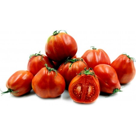 Price: €2.45 - Semillas de tomate RED PEAR PIRIFORM - Seeds Gallery