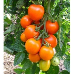 AURIGA Tyska Tomat ekologiskt frö (Solanum lycopersicum)