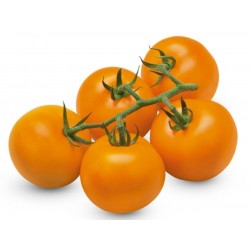 Semente de tomate alemão AURIGA (Solanum lycopersicum)