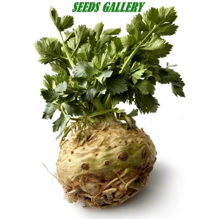 Price: €1.25 - Gigant Praski Celer Seme -