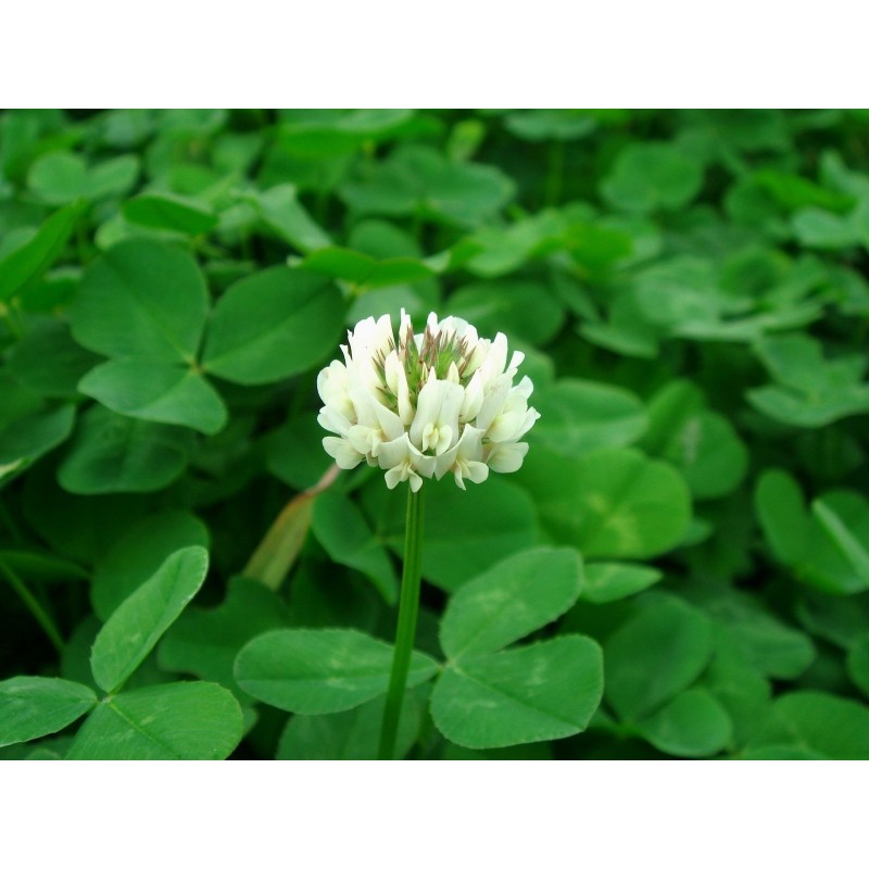 Graines de Trèfle blanc ou Trèfle rampant (Trifolium repens)