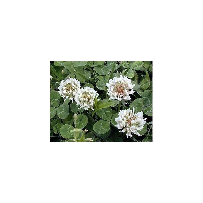 Graines de Trèfle blanc ou Trèfle rampant (Trifolium repens)
