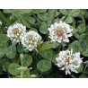 Graines de Trèfle blanc ou Trèfle rampant (Trifolium repens)