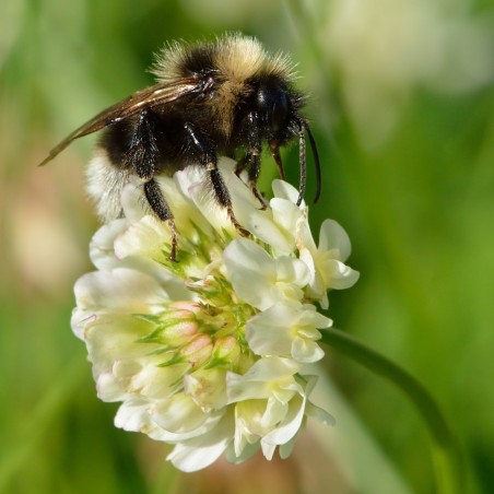 Graines de Trèfle blanc ou Trèfle rampant (Trifolium repens)