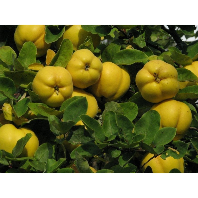 Κυδωνιά σπόρους (Cydonia oblonga) | 1,95 €