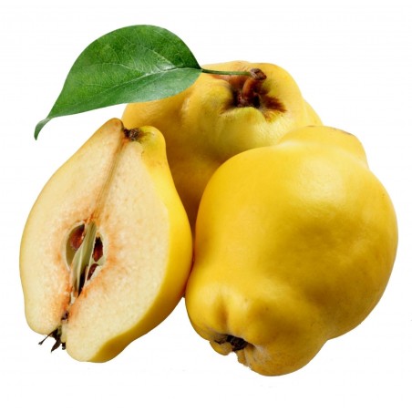 Κυδωνιά σπόρους (Cydonia oblonga) | 1,95 €