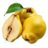 Sementes de Marmeleiro (Cydonia oblonga) | 1,95 €