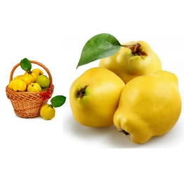 Quince Seeds (Cydonia oblonga) - 1.755