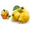 Sementes de Marmeleiro (Cydonia oblonga) | 1,95 €