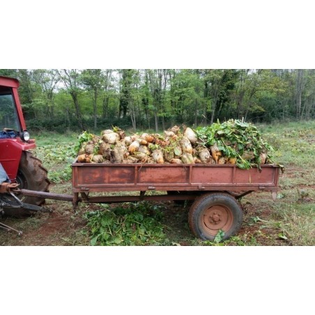 Price: €2.25 - Mammoth Mangelwurzel or Fodder Beet Seeds -