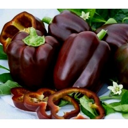 Sweet Pepper Seeds 'Chocolate Beauty'