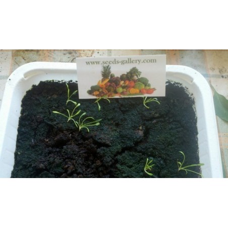 Price: €350 - Maca 50.000 Semillas (Lepidium meyenii) -