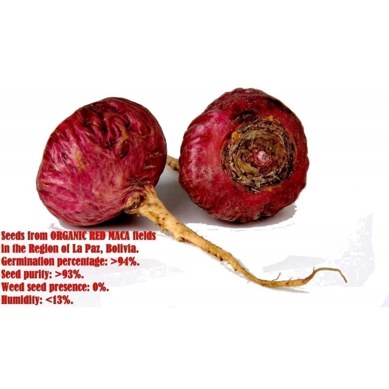 Price: €350 - Maca 50.000 Semillas (Lepidium meyenii) - 