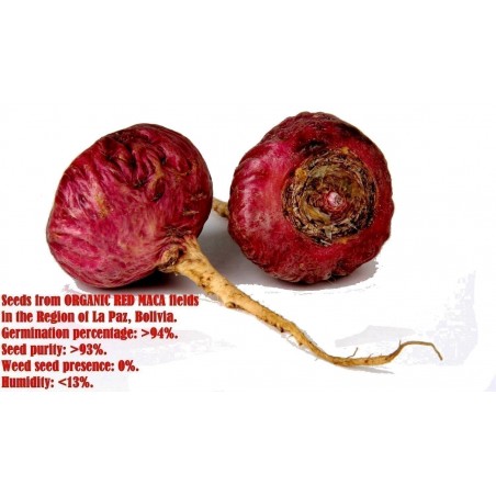 Price: €350 - Maca 50.000 Semillas (Lepidium meyenii) -