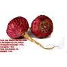 Price: €350 - Μάκα 50.000 Σπόροι (Lepidium meyenii) - 