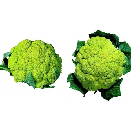 Price: €2.75 - Sementes de Couve-flor Verde -