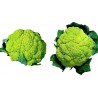 Price: €2.75 - Grüne Blumenkohl Samen - 