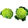 Grüne Blumenkohl Samen