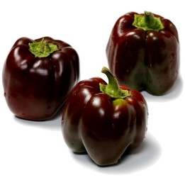 Nasiona papryki słodkiej Chocolate Beauty - 228.714671