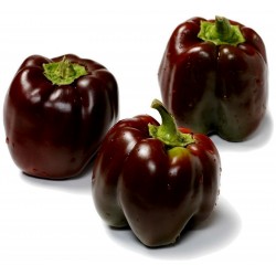 Price: €1.95 - Graines Poivron 'Chocolate Beauty' - 