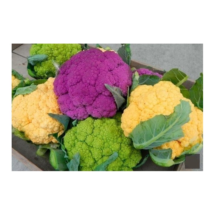 CAULIFLOWER SOWING, PLANTING, GROWING, AND HARVESTING - 0
