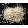 Opiumvallmo Vit Frön (Papaver somniferum L.)