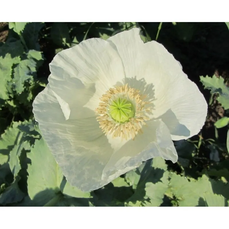 Common Garden White Poppy Seeds