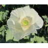 Price: €3.5 - Vrtni Beli Mak Seme (Papaver somniferum) - Seeds Gallery